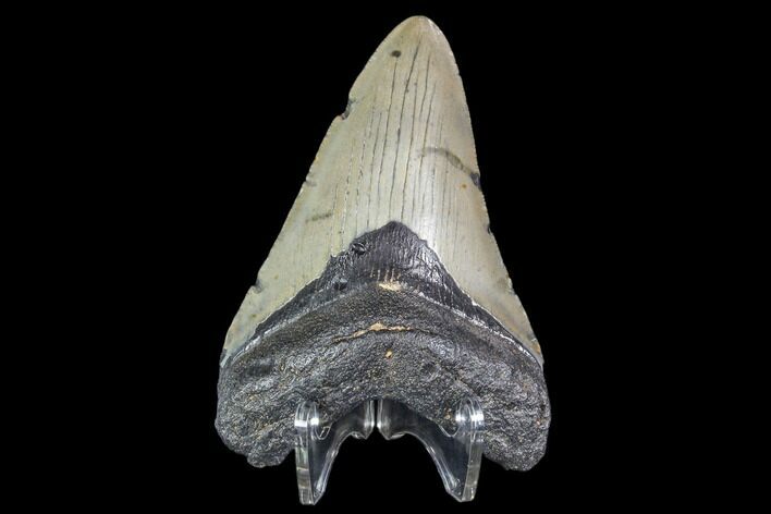 Fossil Megalodon Tooth - North Carolina #105003